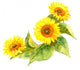 Illustrated sunflowers Wall Decal