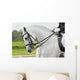 White Horse Dressage