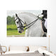 White Horse Dressage