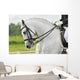 White Horse Dressage