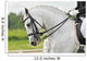 White Horse Dressage