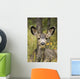 Mule Deer Near Maligne Lake, Jasper National Park, Alberta, Canada Wall Mural