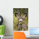 Mule Deer Near Maligne Lake, Jasper National Park, Alberta, Canada Wall Mural
