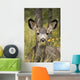 Mule Deer Near Maligne Lake, Jasper National Park, Alberta, Canada Wall Mural
