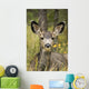 Mule Deer Near Maligne Lake, Jasper National Park, Alberta, Canada Wall Mural