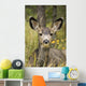 Mule Deer Near Maligne Lake, Jasper National Park, Alberta, Canada Wall Mural
