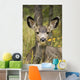 Mule Deer Near Maligne Lake, Jasper National Park, Alberta, Canada Wall Mural