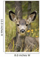 Mule Deer Near Maligne Lake, Jasper National Park, Alberta, Canada Wall Mural