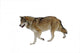 Alpha Wolf Wall Decal