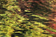 Oak And Maple Trees Reflections In Water Autumn Wall Mural
