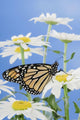 Monarch Butterfly In Daisies Wall Mural