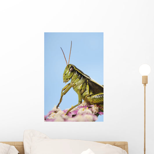 Grasshopper Close-Up Wall Mural