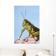 Grasshopper Close-Up Wall Mural