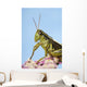 Grasshopper Close-Up Wall Mural