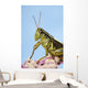 Grasshopper Close-Up Wall Mural