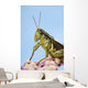 Grasshopper Close-Up Wall Mural
