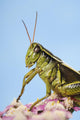 Grasshopper Close-Up Wall Mural