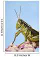 Grasshopper Close-Up Wall Mural