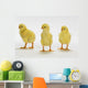 Yellow Chicks Baby Chickens Wall Mural