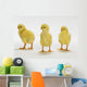 Yellow Chicks Baby Chickens Wall Mural