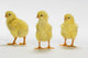 Yellow Chicks Baby Chickens Wall Mural