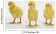 Yellow Chicks Baby Chickens Wall Mural