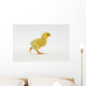 Yellow Chick Baby Chicken Wall Mural