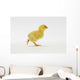 Yellow Chick Baby Chicken Wall Mural