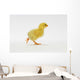 Yellow Chick Baby Chicken Wall Mural