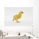 Yellow Chick Baby Chicken Wall Mural