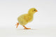 Yellow Chick Baby Chicken Wall Mural