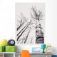 Stand Of Poplar Trees Next To The Highway 1 Wall Mural