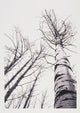 Stand Of Poplar Trees Next To The Highway 1 Wall Mural