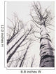 Stand Of Poplar Trees Next To The Highway 1 Wall Mural