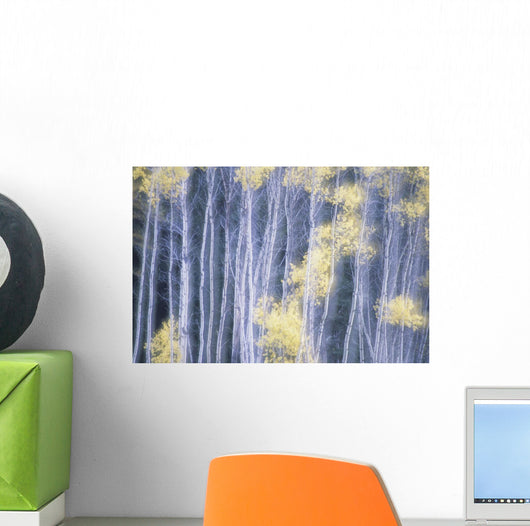 Poplar Trees In Autumn Wall Mural