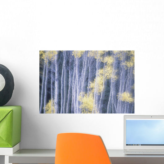 Poplar Trees In Autumn Wall Mural