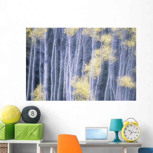 Poplar Trees In Autumn Wall Mural