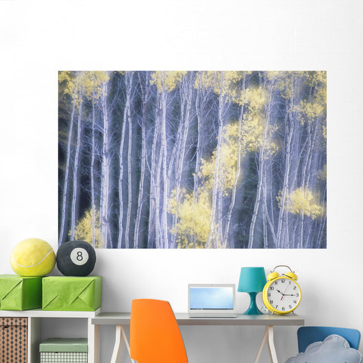 Poplar Trees In Autumn Wall Mural