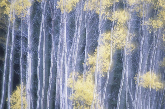 Poplar Trees In Autumn Wall Mural