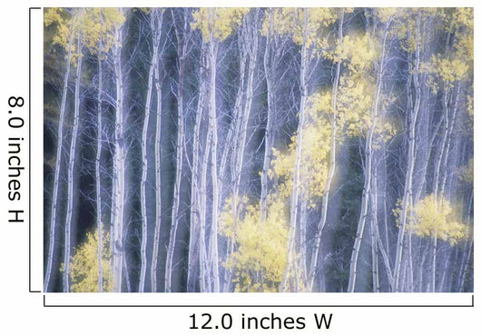 Poplar Trees In Autumn Wall Mural