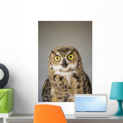Immature Great Horned Owl Wall Mural shown on a wall