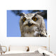Owl Wall Mural