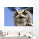 Owl Wall Mural