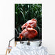 Flamingo Wall Mural