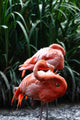 Flamingo Wall Mural