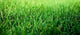 Grass Wall Decal Design 6