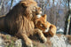 Lion and Lioness