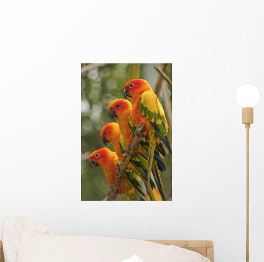 Orange Parakeets Wall Mural