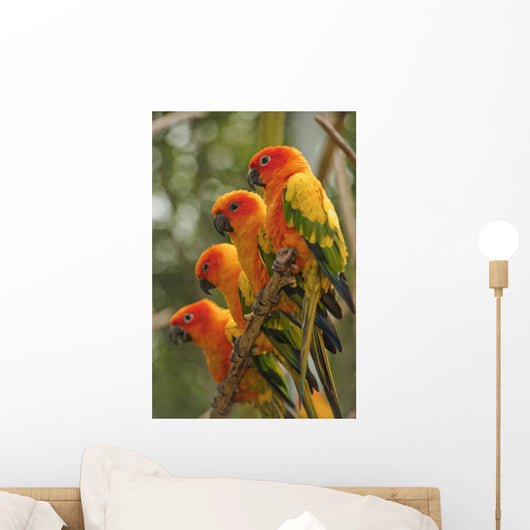 Orange Parakeets Wall Mural