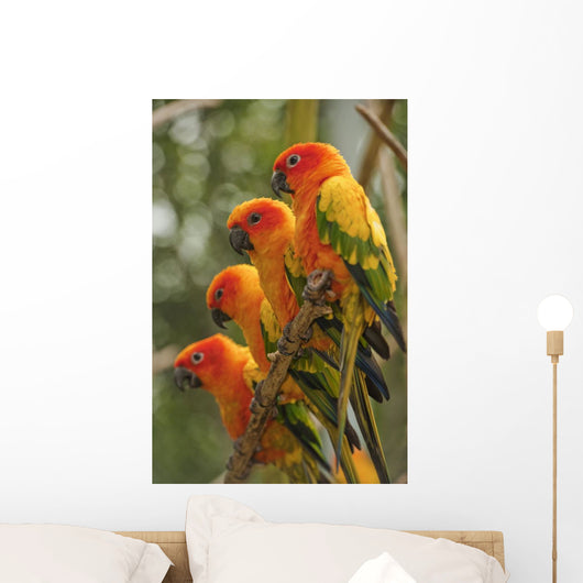 Orange Parakeets Wall Mural